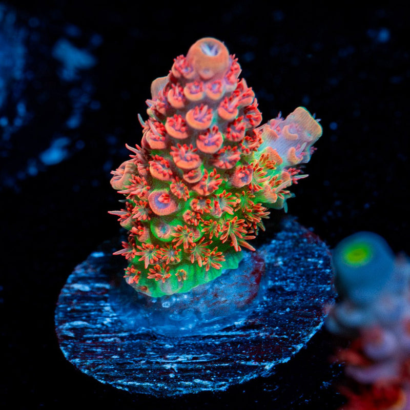 Princess Peach Acropora Coral with branching growth in reef aquarium