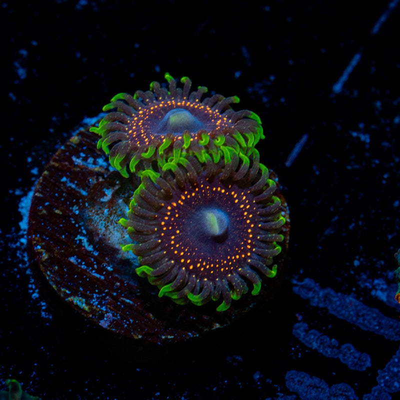 Psychic Zoanthid Coral with colony growth in reef aquarium