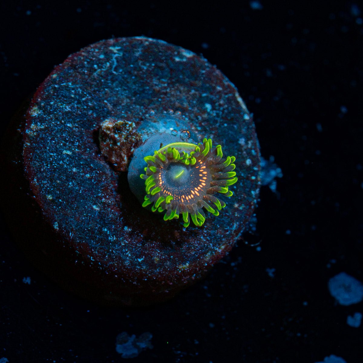 Psychosis Zoanthid with colony growth in reef aquarium