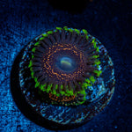 Psychosis Zoanthid Coral colony growth in reef aquarium