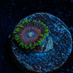 Psychosis Zoanthid Coral with colony growth in reef aquarium