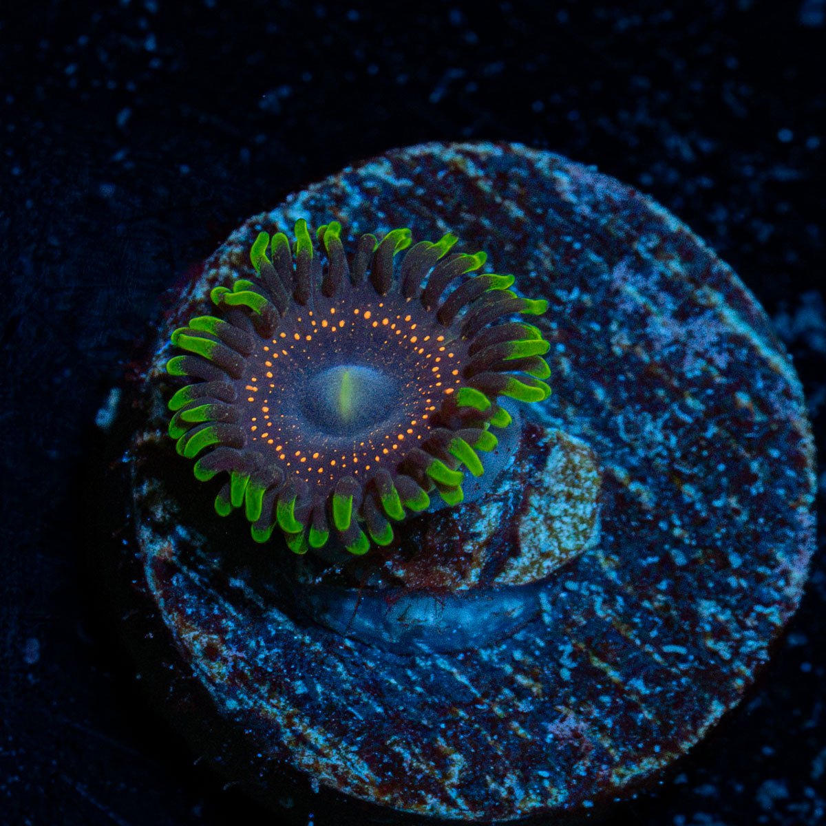 Psychosis Zoanthid Coral with colony growth in reef aquarium