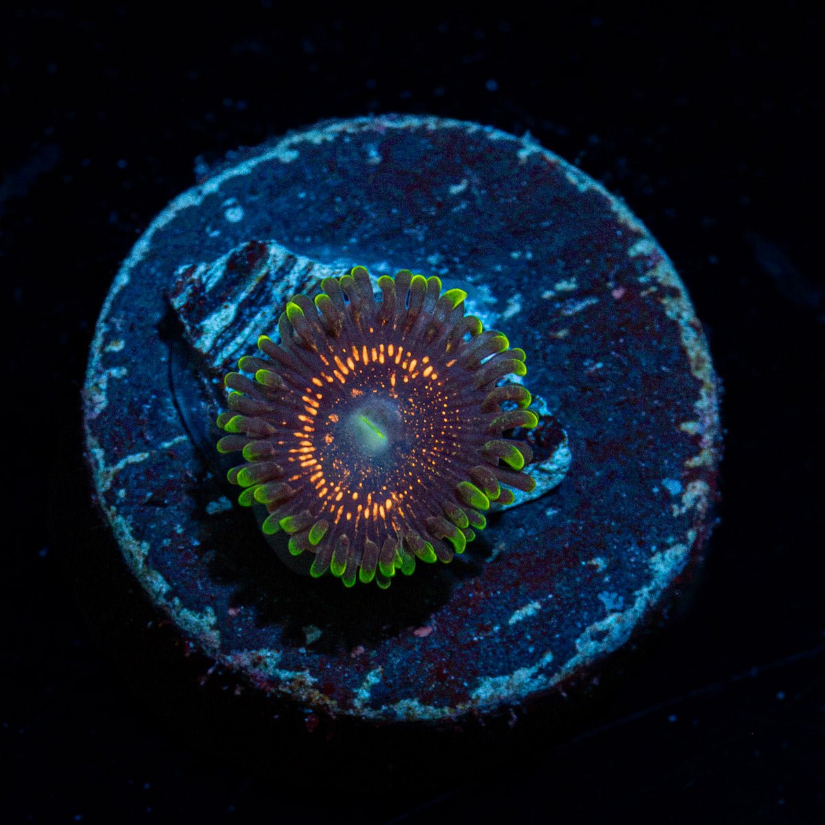 Psychosis Zoanthid Coral colony growth in reef aquarium