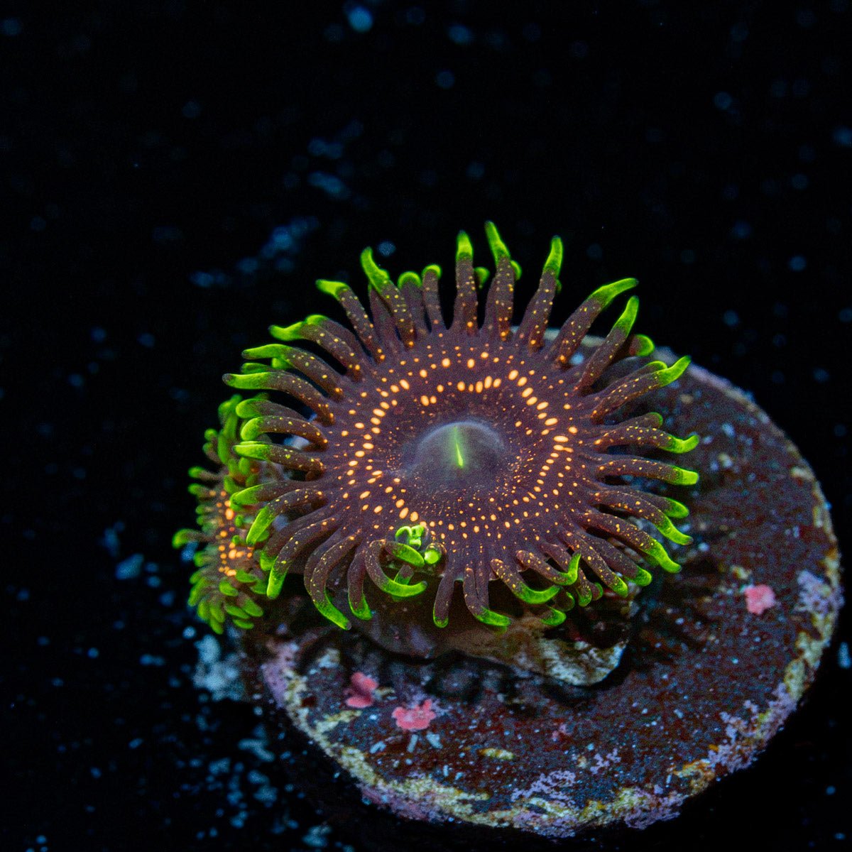 Psychosis Zoanthid Coral with colony growth in reef aquarium
