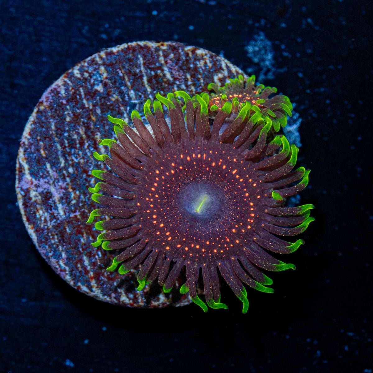 Psychosis Zoanthid Coral with colony growth in reef aquarium