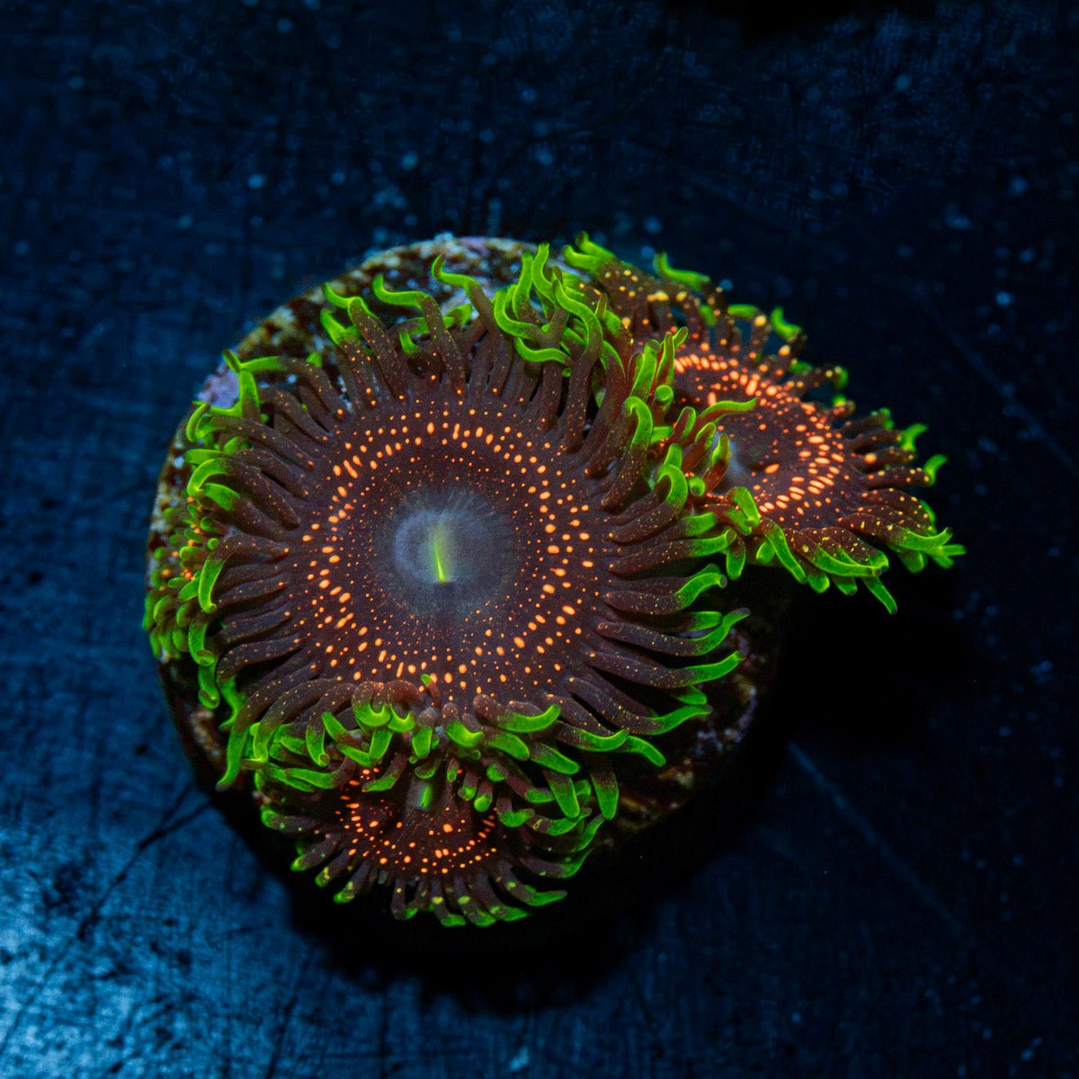 Psychosis Zoanthid Coral colony growth in reef aquarium