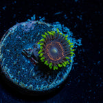 Psychosis Zoanthid Coral with colony growth in reef aquarium
