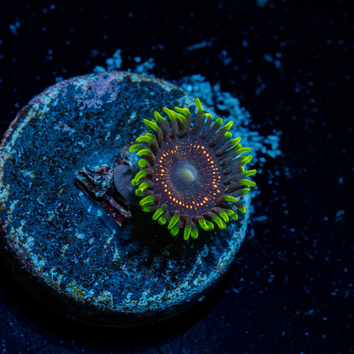 Psychosis Zoanthid Coral with colony growth in reef aquarium