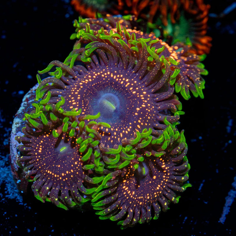 Psychosis Zoanthid Coral with colony growth in reef aquarium