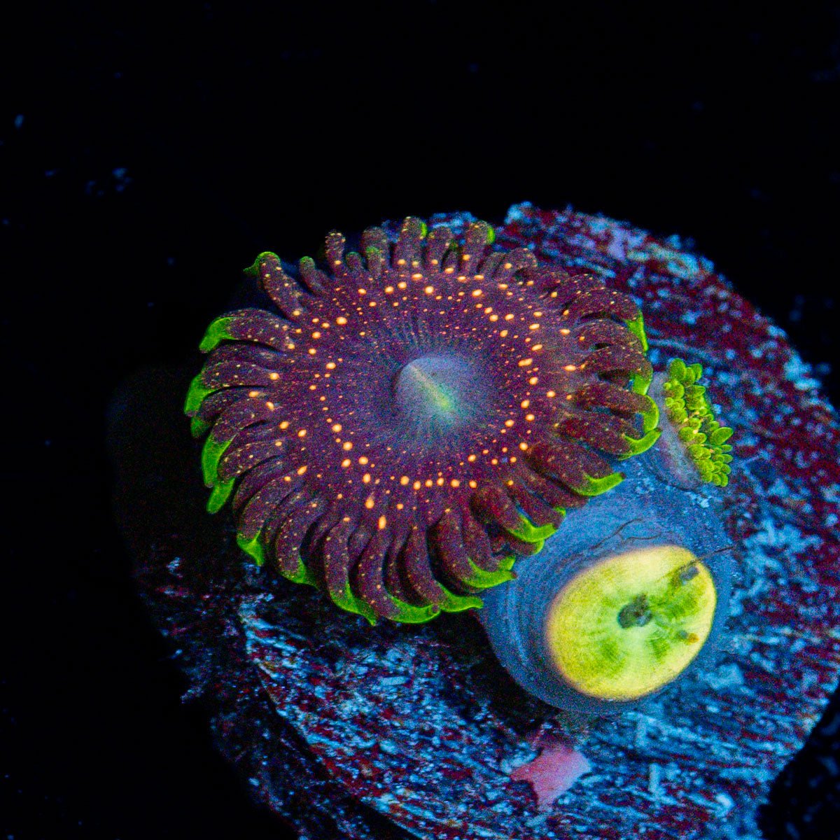 Psychosis Zoanthid Coral with colony growth in reef aquarium