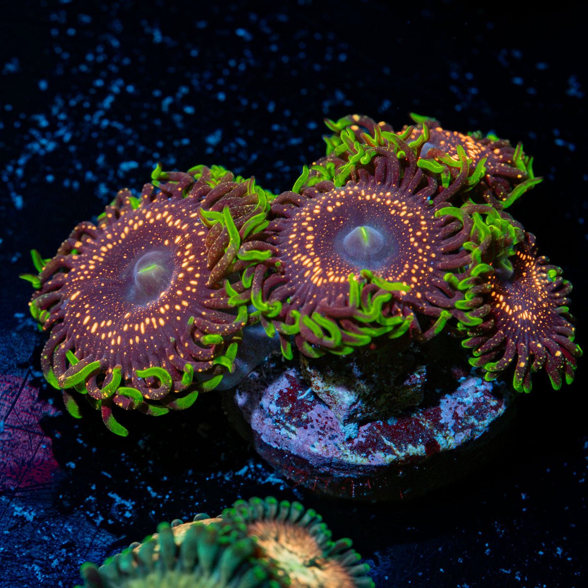 Psychosis Zoanthithids Coral colony growth in reef aquarium