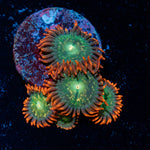 Punk Rocker Zoanthid Coral colony growth in reef aquarium