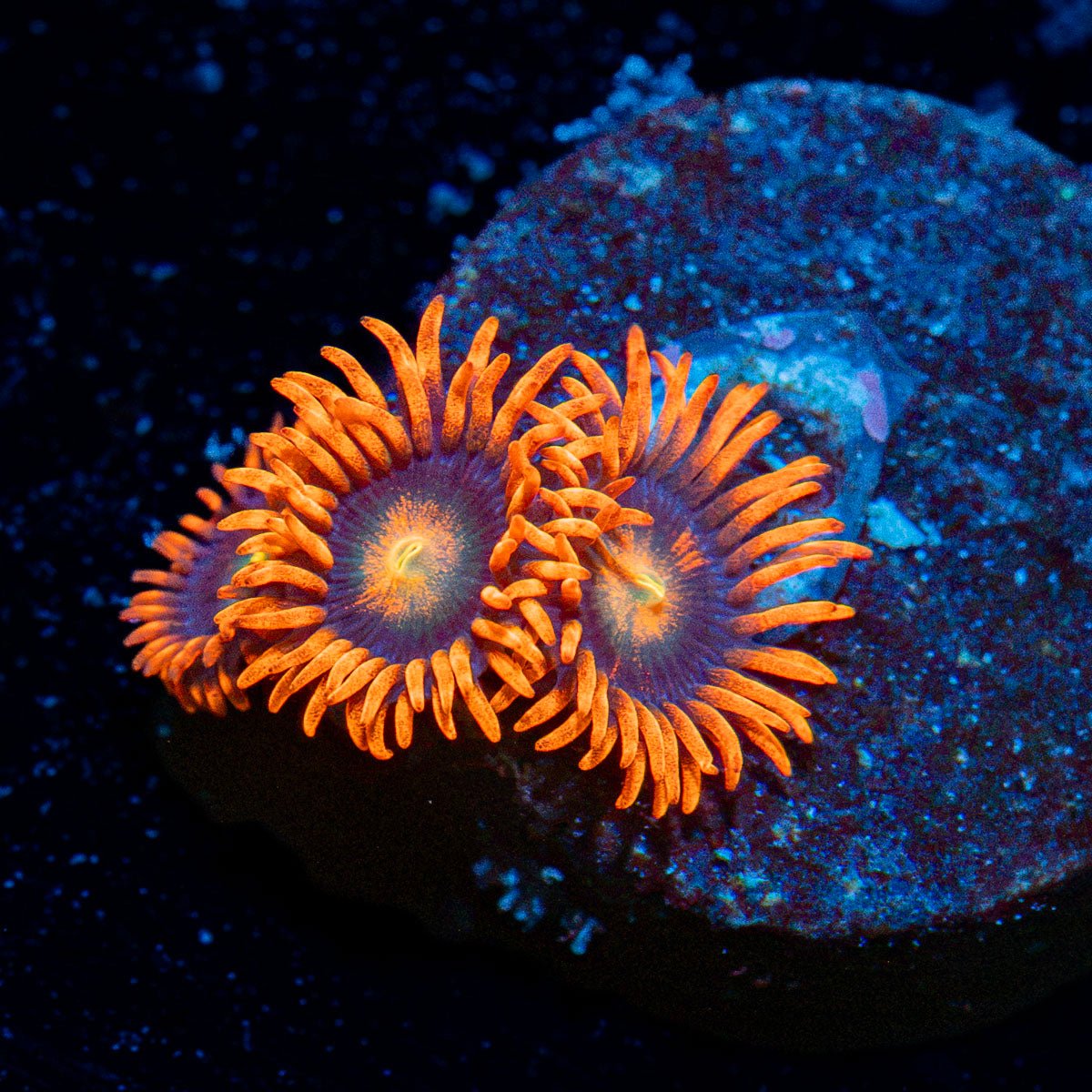 Punk Rocker Zoanthid colony growth in reef aquarium environment