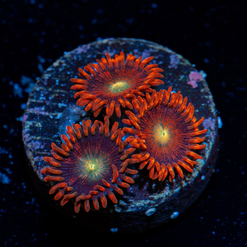 Punk Rockers Zoanthid Coral colony growth in reef aquarium