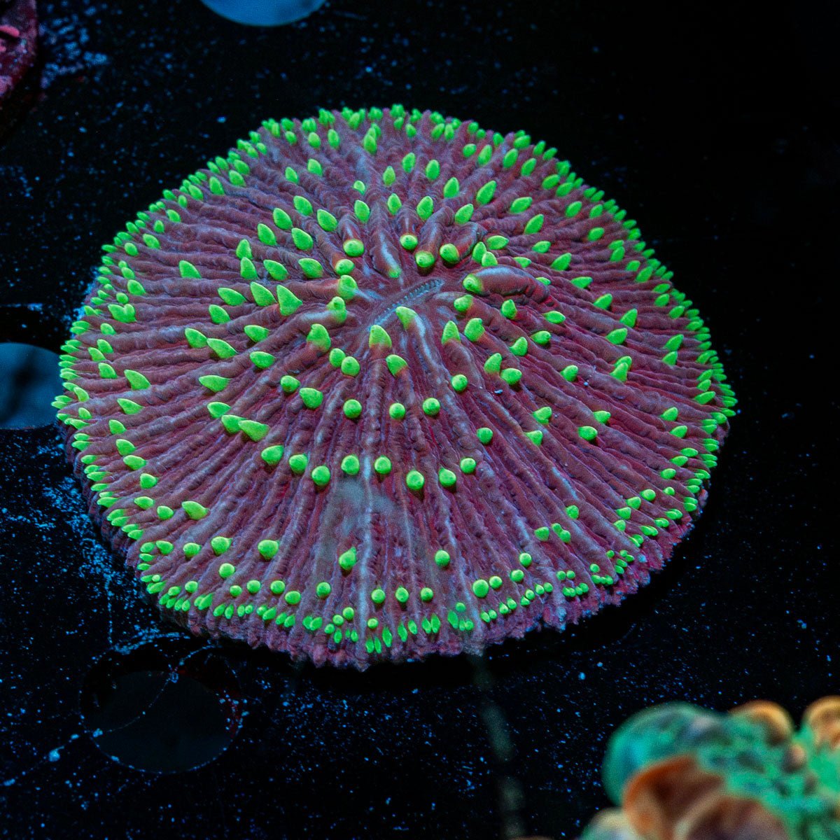 Purple and Green Fungia Plate Coral with fleshy open polyp in reef aquarium