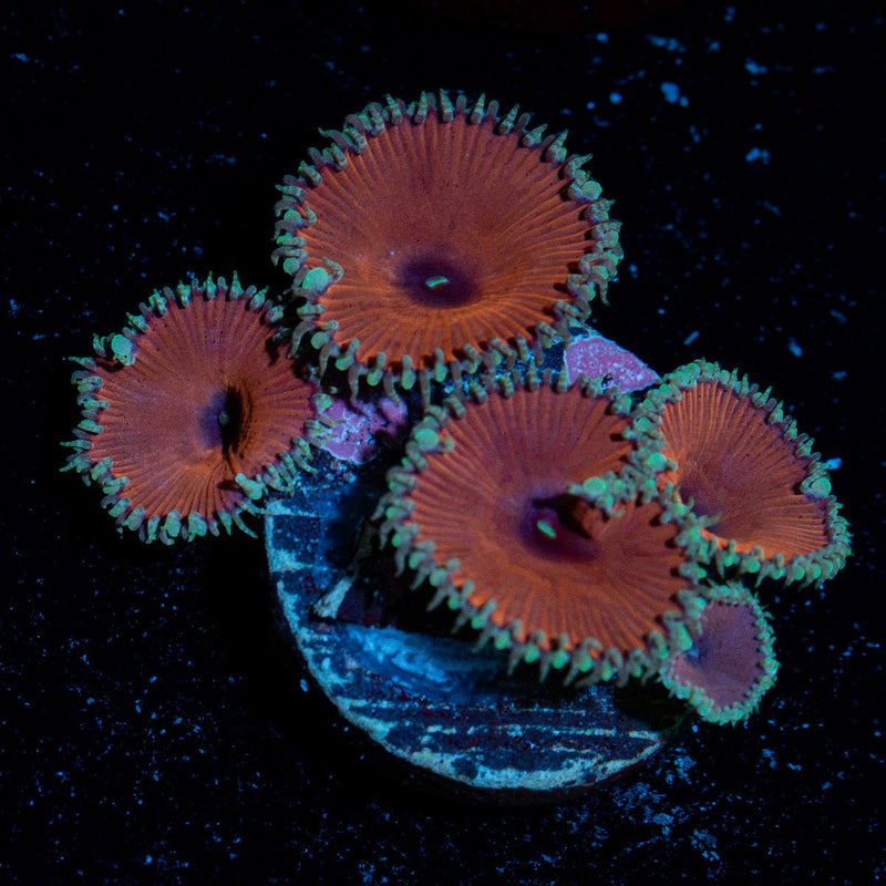 Purple Death Zoanthid Coral colony growth in reef aquarium