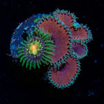 Purple Death Zoanthid Coral colony growth in reef aquarium