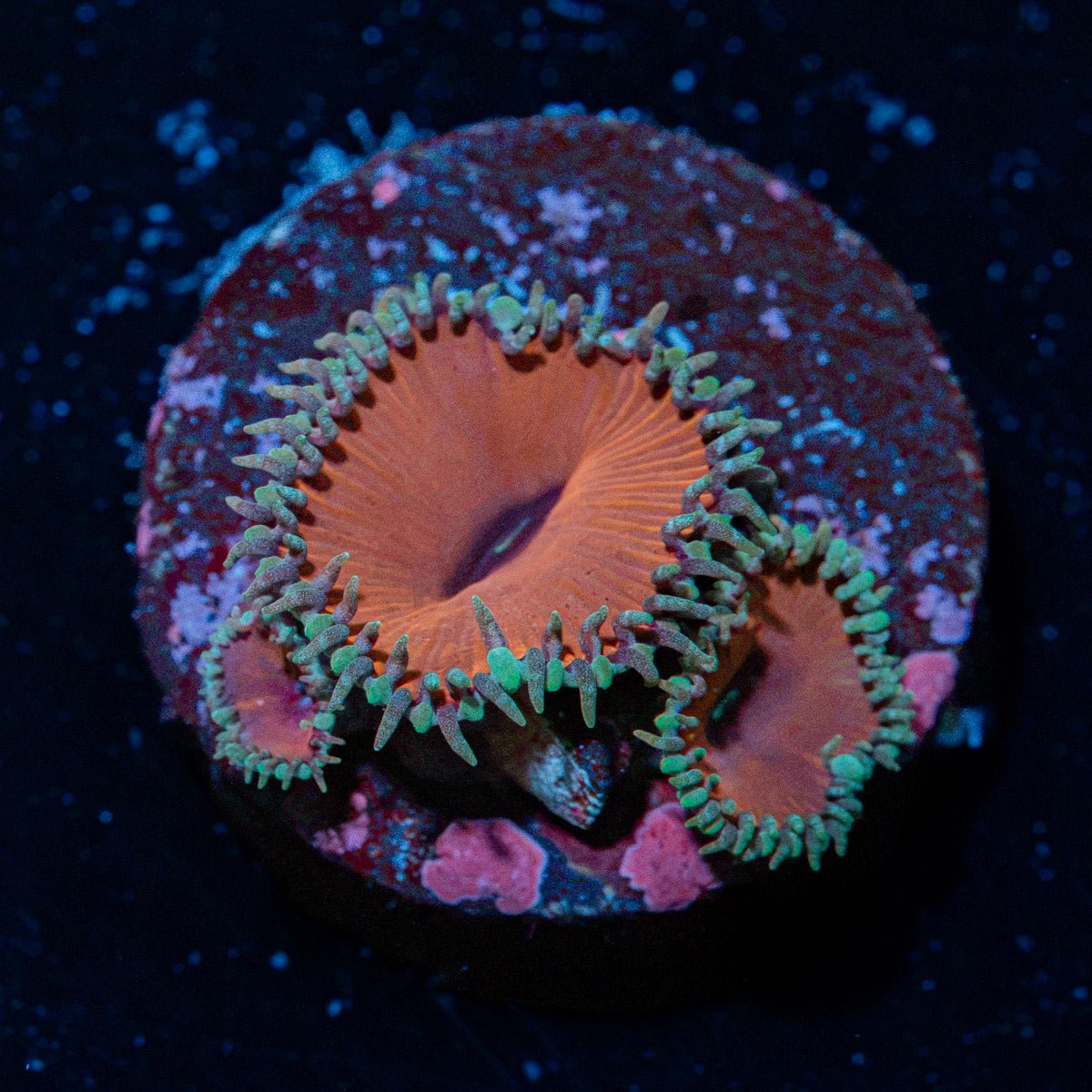 Purple Death Zoanthid Coral with colony growth in reef aquarium