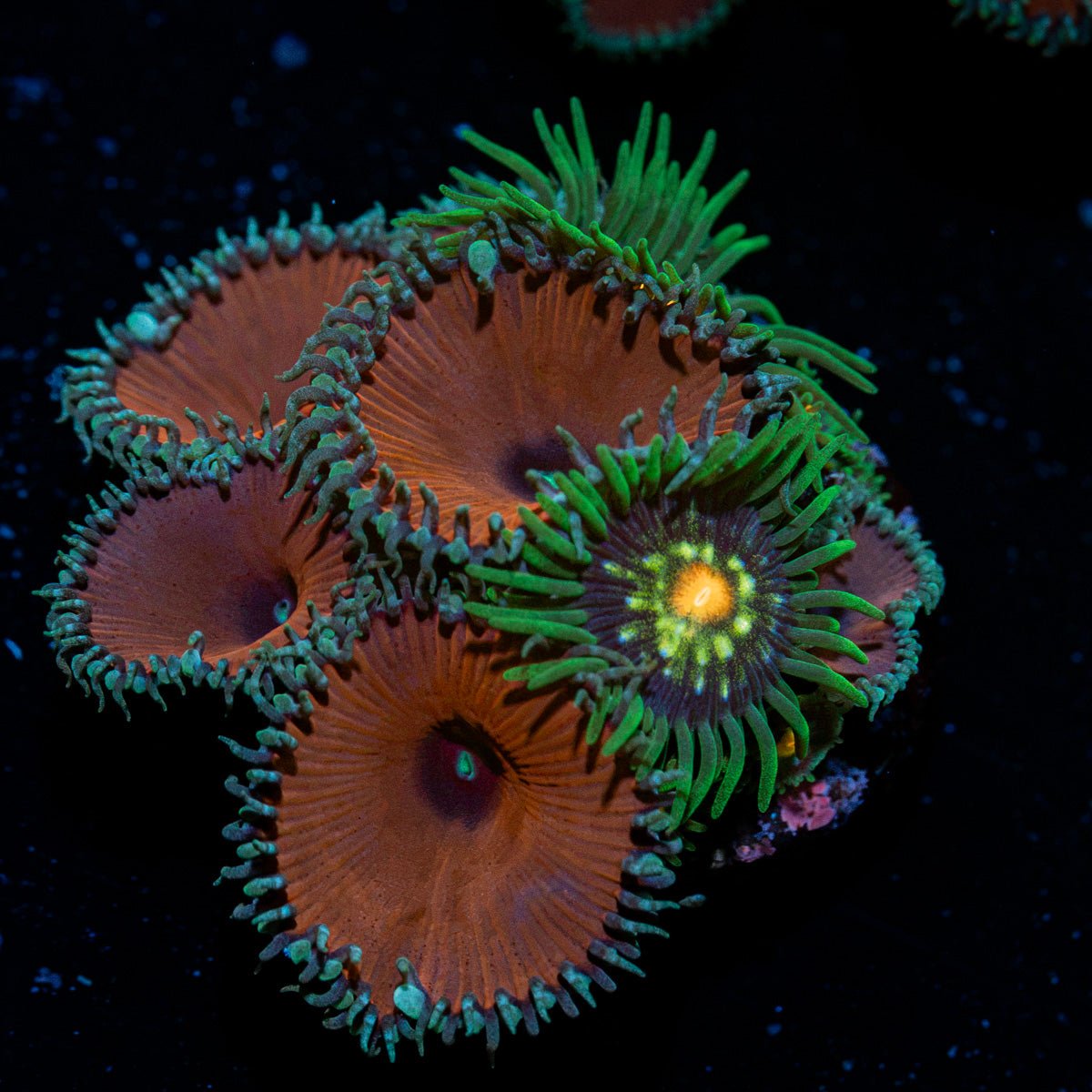 Purple Death Zoanthid Coral with colony growth in reef aquarium