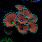 Purple Death Zoanthid Coral colony growth in reef aquarium