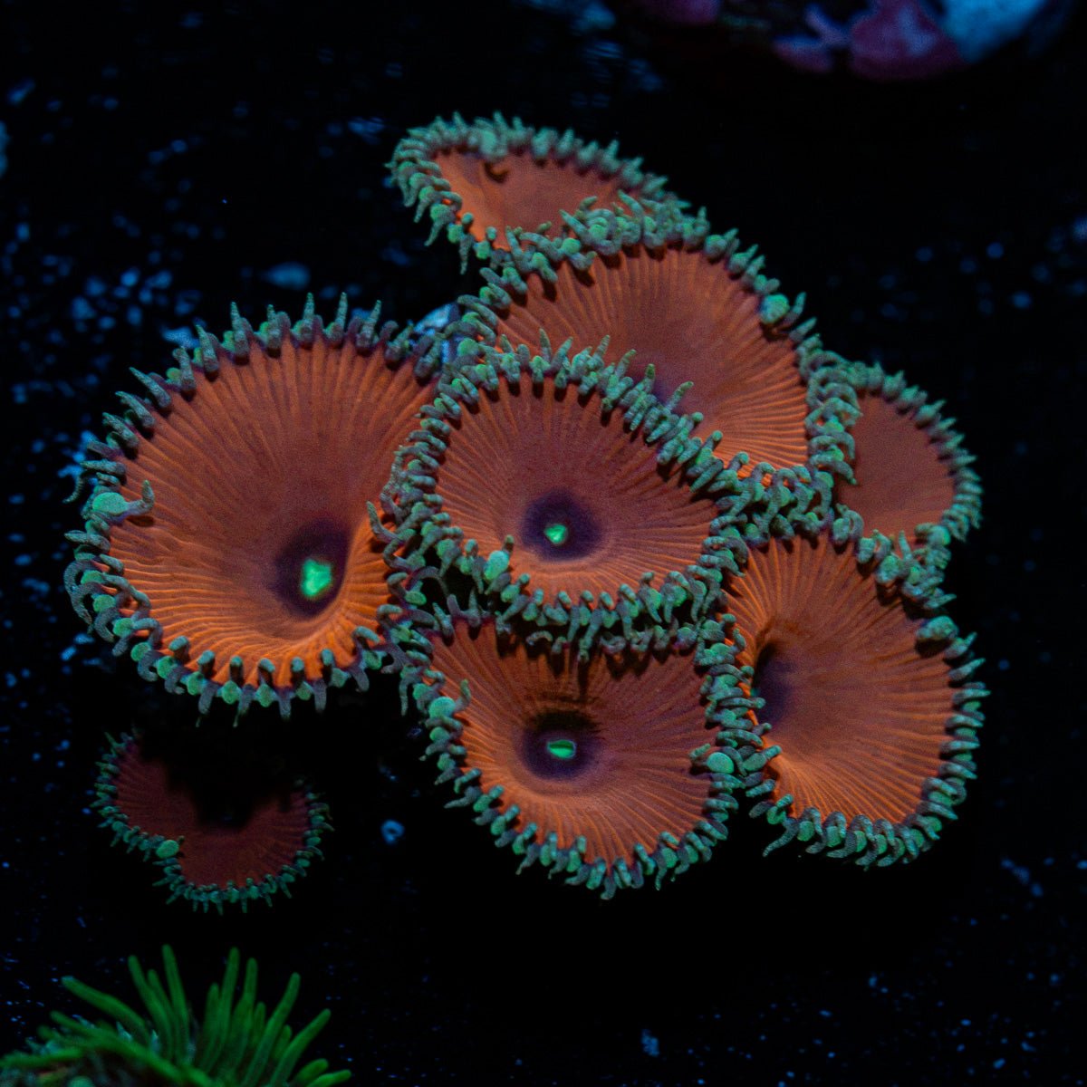Purple Death Zoanthid Coral colony growth in reef aquarium