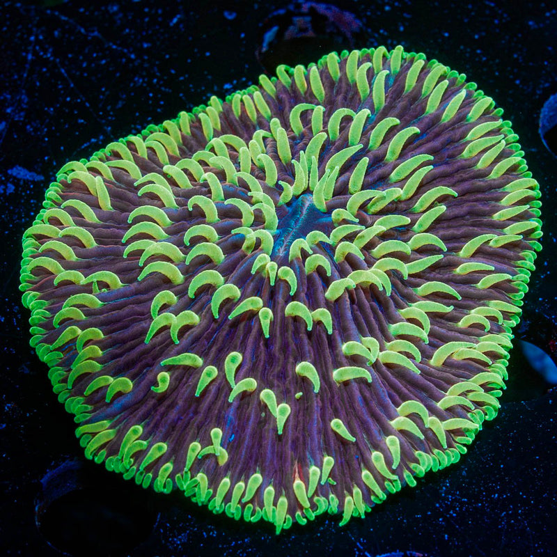 Purple Fungia Plate Coral with fleshy open polyp in reef aquarium