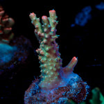 Purple Haze Acropora Coral with branching growth in reef aquarium