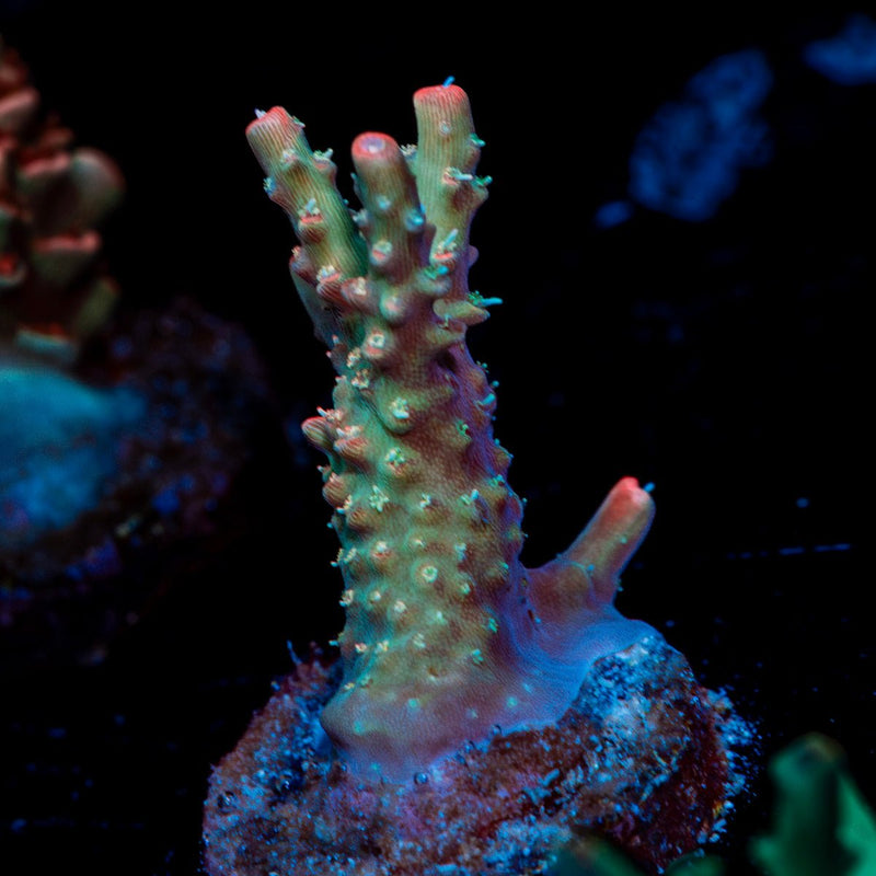 Purple Haze Acropora Coral with branching growth in reef aquarium