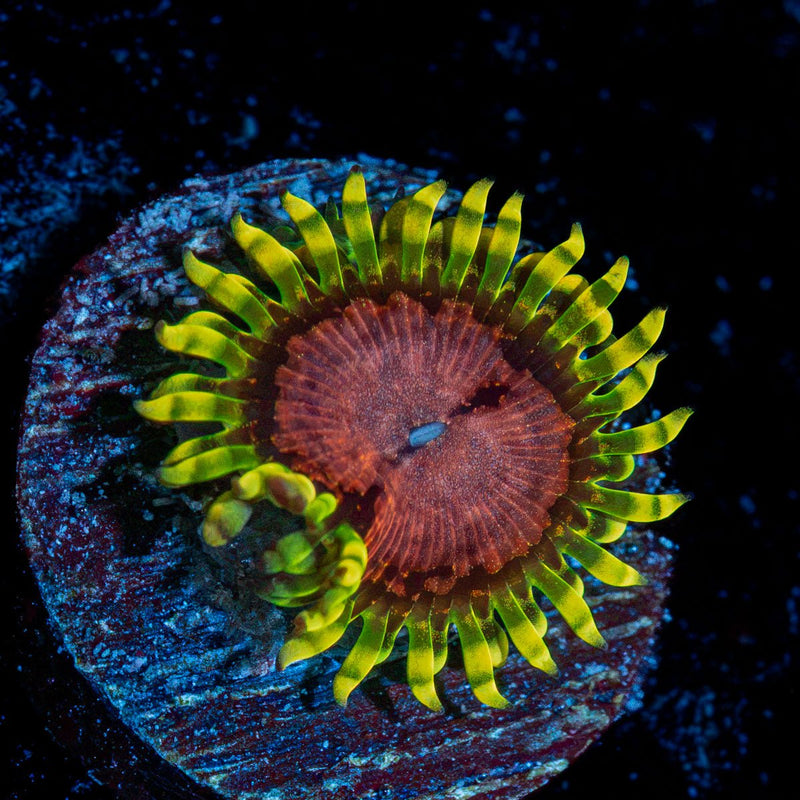Purple Monster Zoanthid Coral with colony growth in reef aquarium