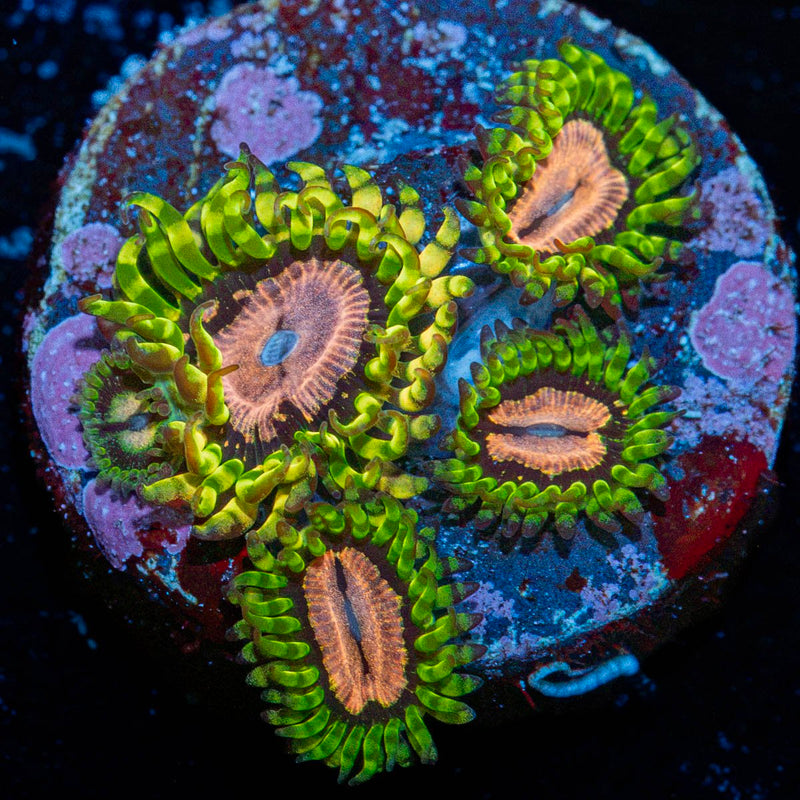 Purple Monster Zoanthid Coral with colony growth in reef aquarium