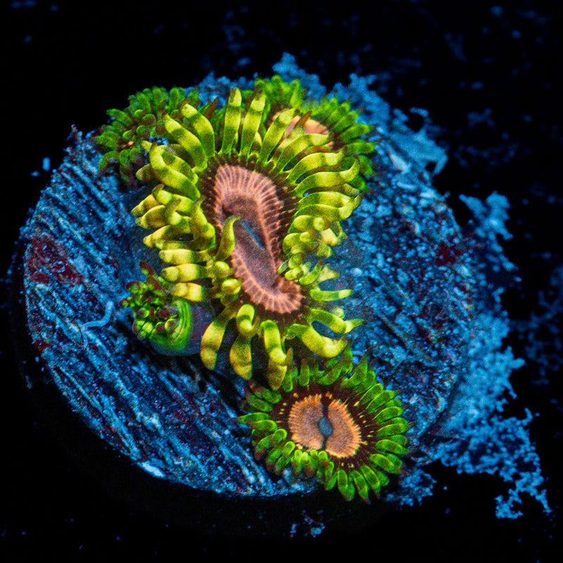 Purple Monster Zoanthid Coral with colony growth in reef aquarium