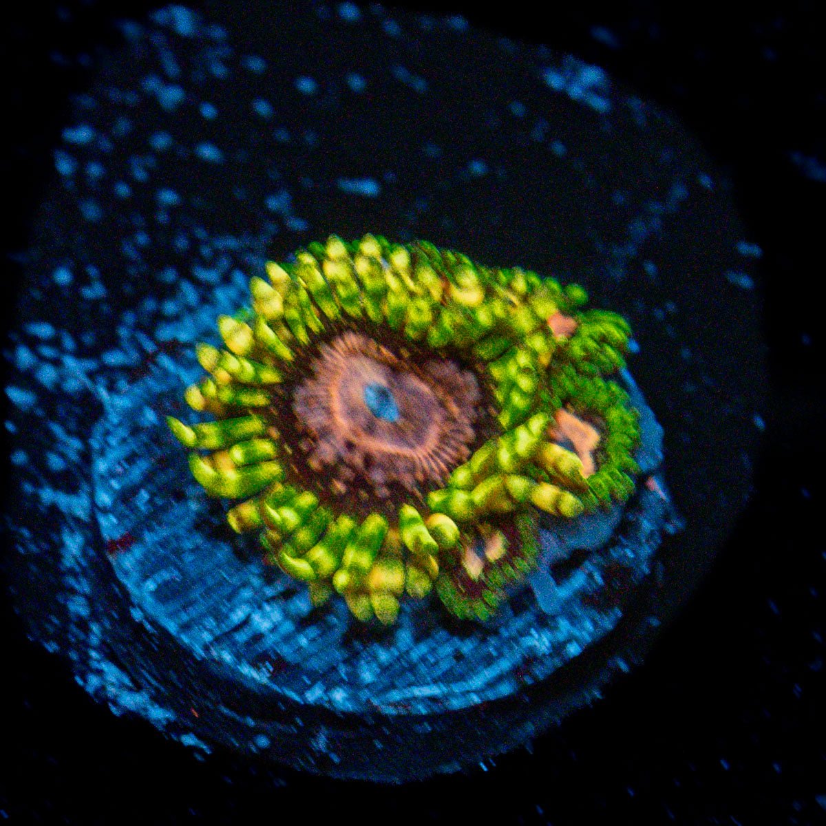Purple Monster Zoanthid Coral with colony growth in reef aquarium