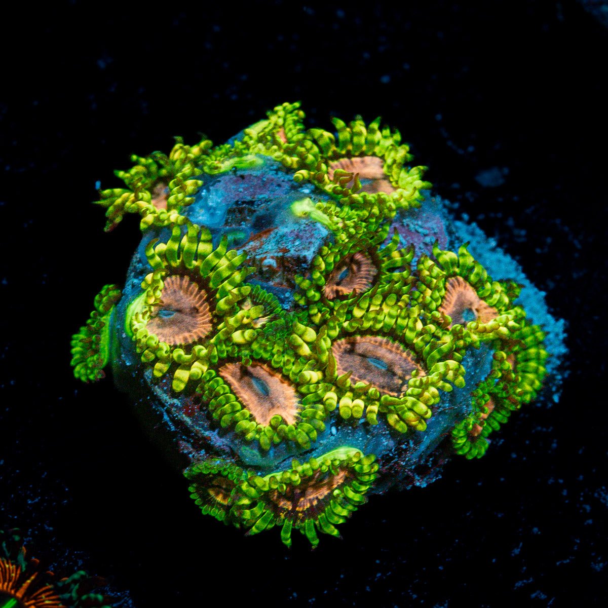 Purple Monster Zoanthid Coral with colony growth in reef aquarium