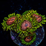 Purple Monsters Zoanthid with mat-forming colony in a reef aquarium