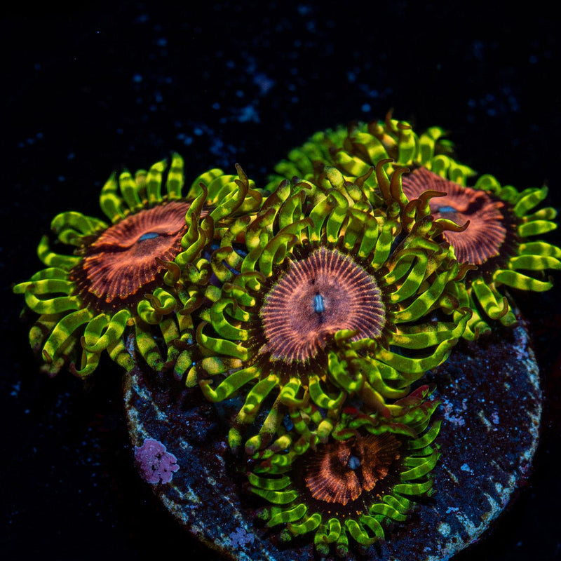 Purple Monsters Zoanthid Coral