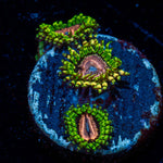 Purple Monsters Zoanthid with mat-forming colony in a reef aquarium