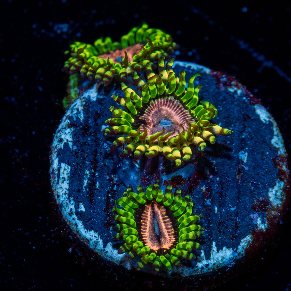 Purple Monsters Zoanthid with mat-forming colony in a reef aquarium