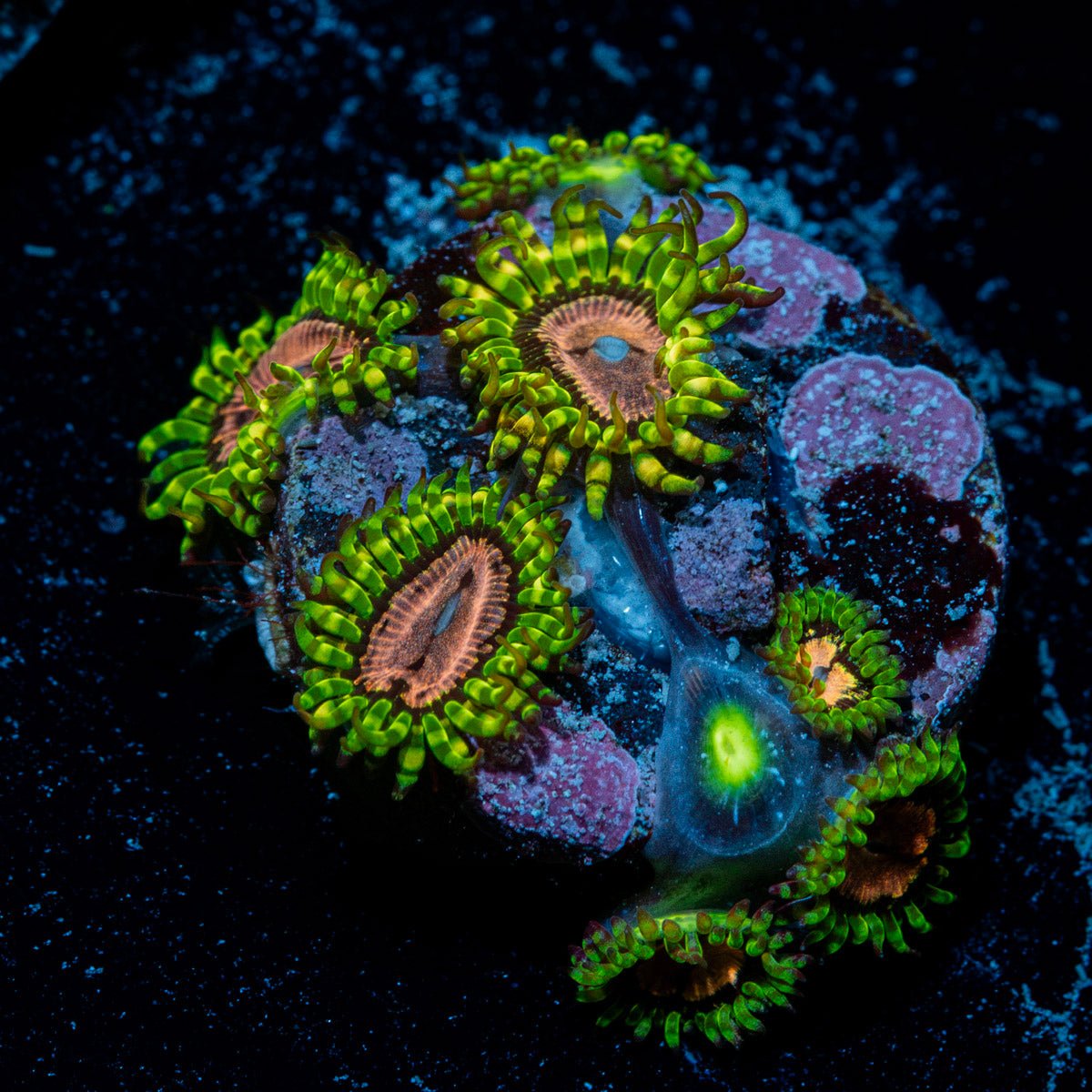 Purple Monsters Zoanthid Coral with colony growth in reef aquarium