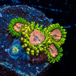 Purple Monsters Zoanthid colony growth in reef aquarium
