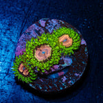 Purple Monsters Zoanthid Coral with colony growth in reef aquarium