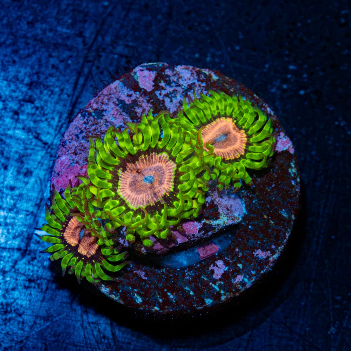 Purple Monsters Zoanthid Coral with colony growth in reef aquarium