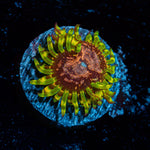 Purple Monsters Zoanthid Coral with colony growth in reef aquarium