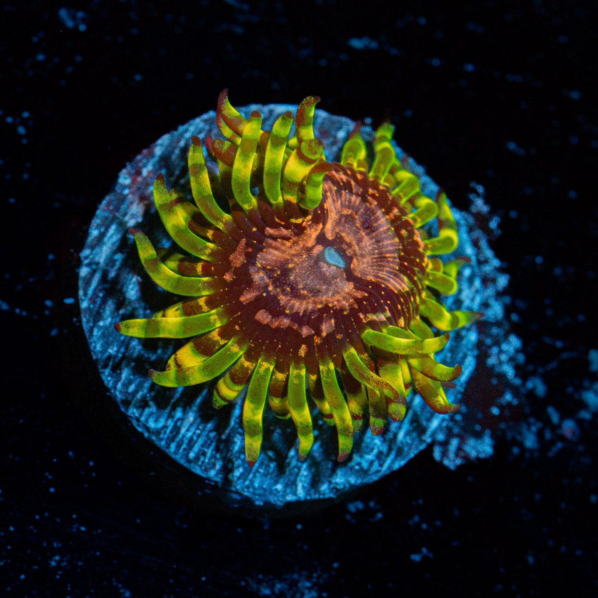 Purple Monsters Zoanthid Coral with colony growth in reef aquarium