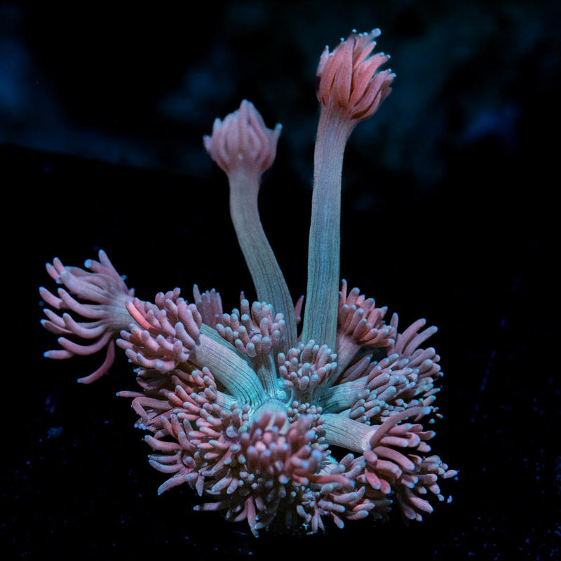 Purple Passion Goniopora Coral with flower-like polyps in reef aquarium