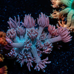 Purple Passion Goniopora Coral with flower-like polyps in reef aquarium