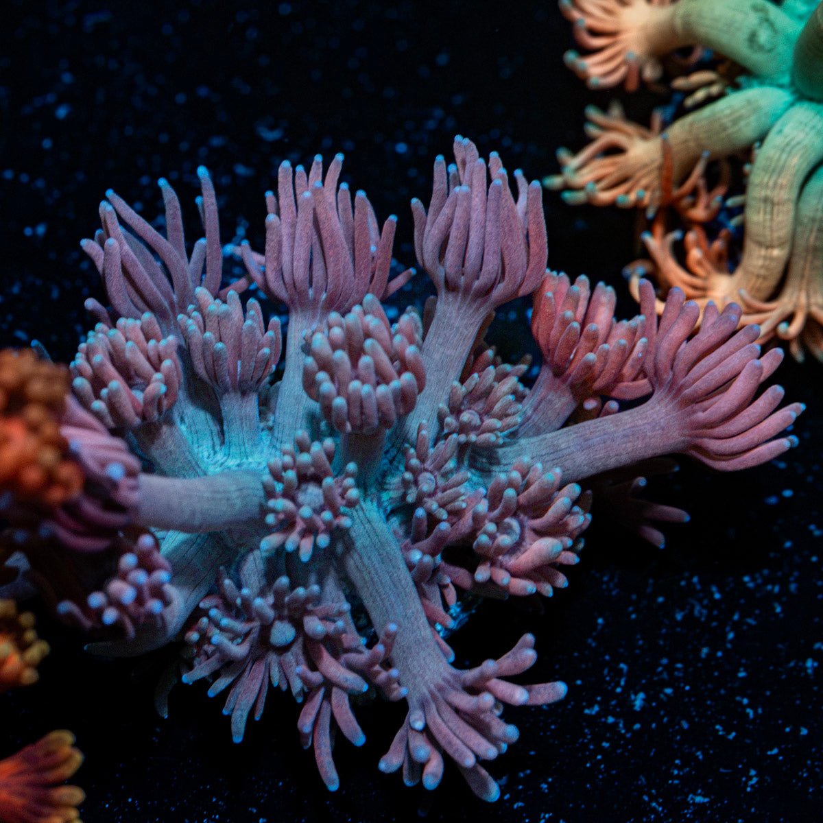 Purple Passion Goniopora Coral with flower-like polyps in reef aquarium