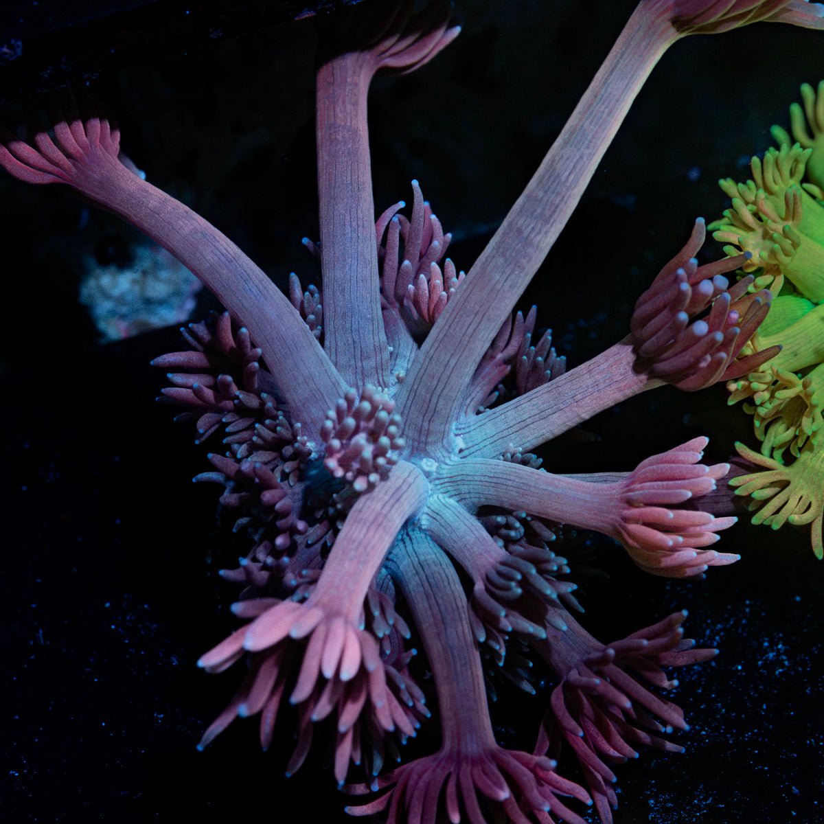 Purple Passion Goniopora with flower-like polyps in reef aquarium