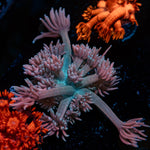 Purple Passion Goniopora with flower-like polyps in reef aquarium