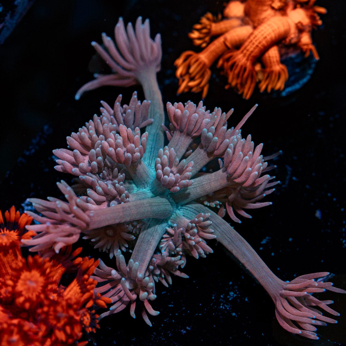 Purple Passion Goniopora with flower-like polyps in reef aquarium