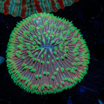 Purple Plate coral with fleshy open polyp in reef aquarium